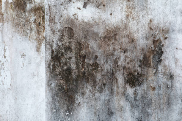 Mold Remediation for Rental Properties in Antlers, OK